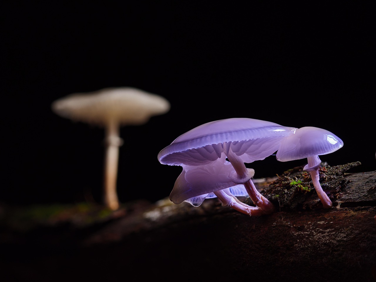 Een vrouw verzorgt paddenstoelen binnenshuis.