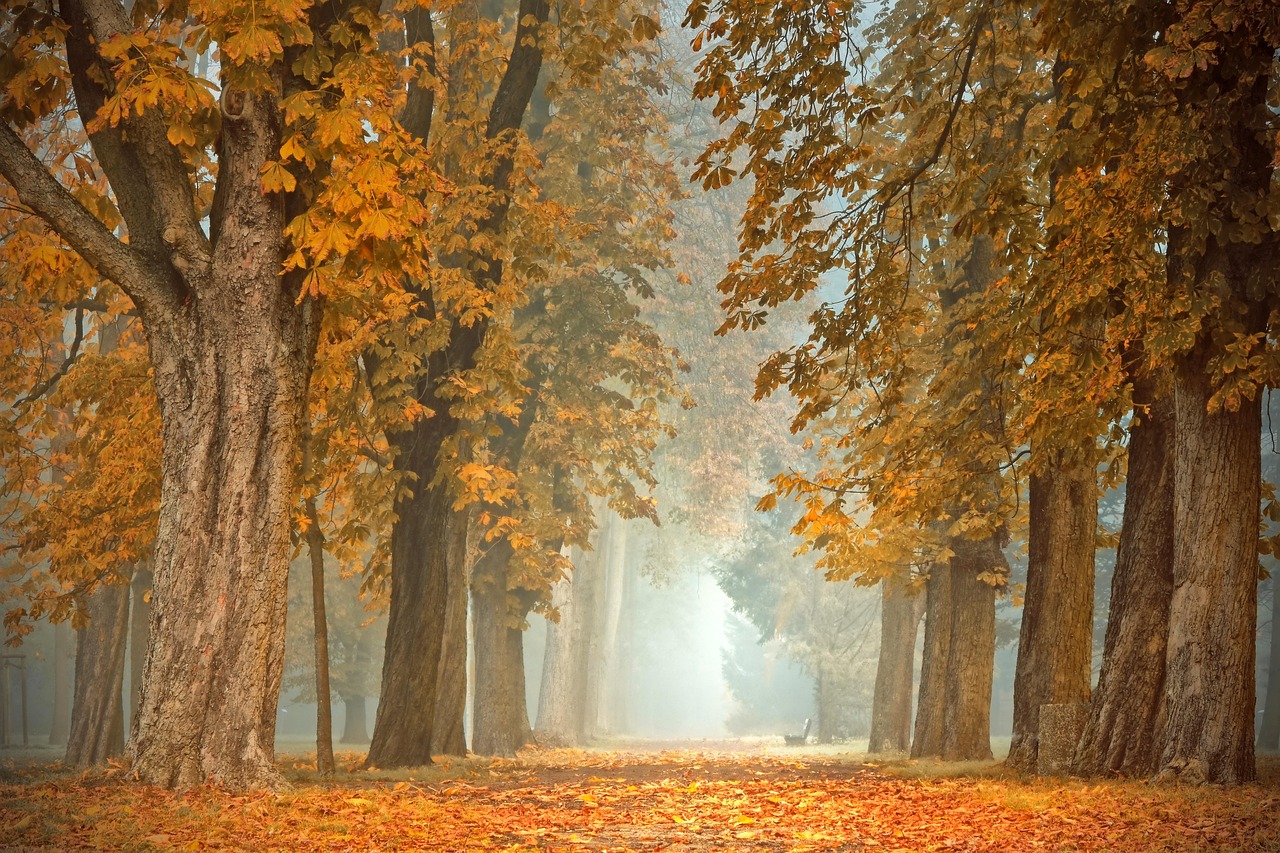 Vibrant herfstkleurpalet met rode en oranje tinten. Vibrant herfstkleurpalet met rode en oranje tinten.