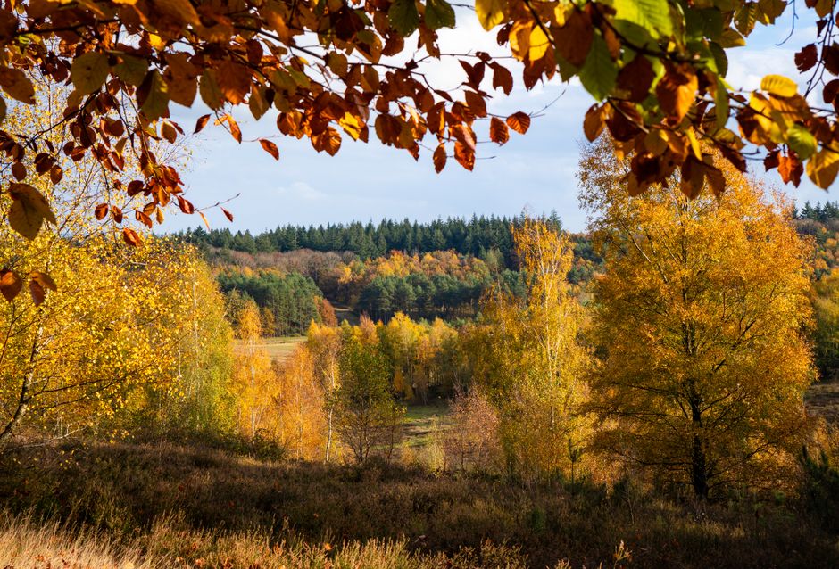 Rustiek herfstlandschap in september met kleurrijke bomen. Rustiek herfstlandschap in september met kleurrijke bomen.